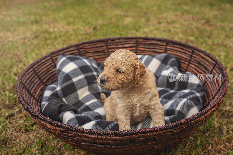 澳大利亚Labradoodle小狗