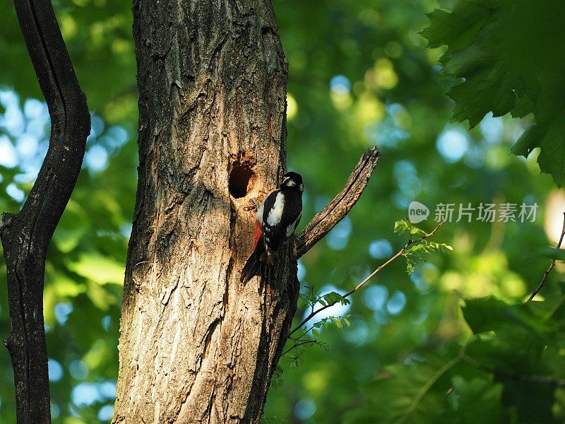 小斑点啄木鸟