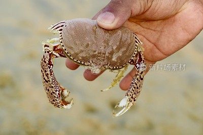 印度喀拉拉邦，Kollam，一名男子在海滩上拿着危险的活海蟹，照片上显示着蟹螯