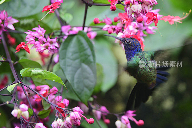 蜂鸟（欧佩托梅纳宏乌拉）