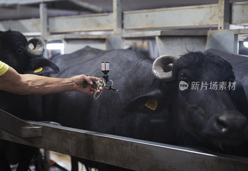 一名成年男子在奶牛场给水牛注射。