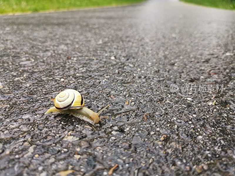 脆弱的小木蜗牛在雨季穿过村庄的街道