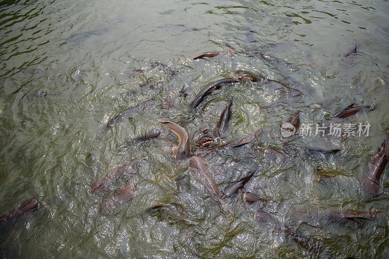 池塘里有一群猫鱼