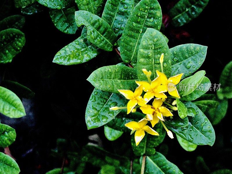 花园里的新鲜黄色伊克索拉花