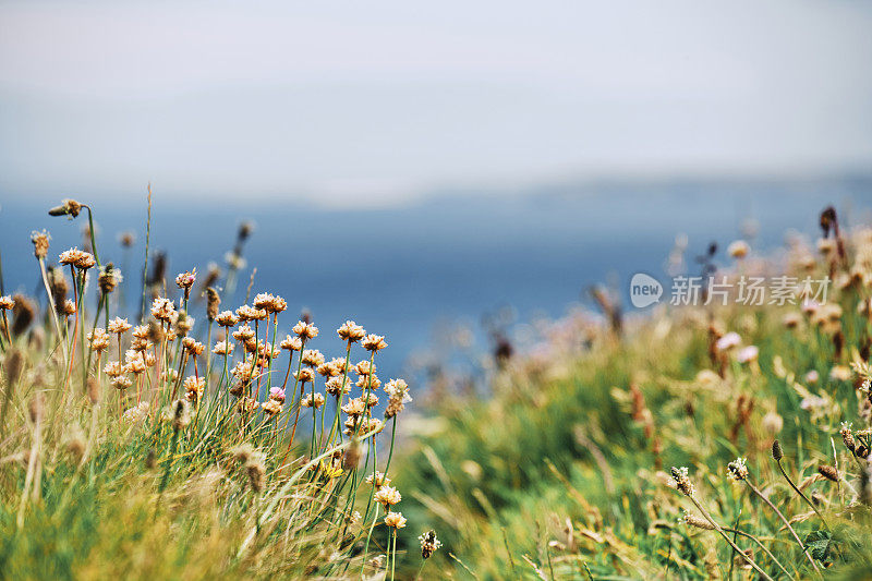 野生植物和海草在康沃尔海岸，庞泰尔，纽基，康沃尔一个阳光明媚的六月天。