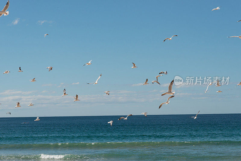 澳大利亚新南威尔士州悉尼曼利海滩上的海鸥