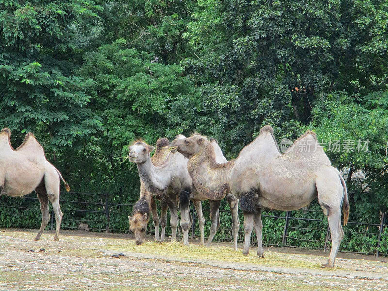 动物园里的骆驼在一起