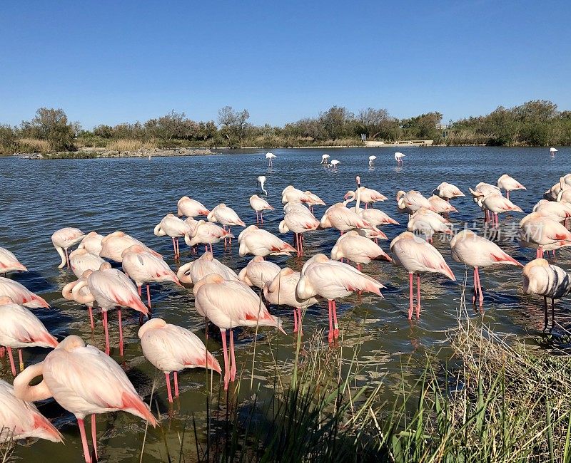 粉红火烈鸟在Camargue，法国5