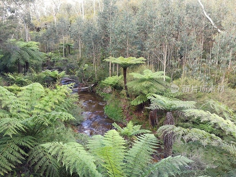 澳大利亚新南威尔士州蓝山的森林