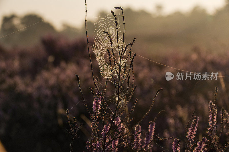 朦胧的蜘蛛网日出