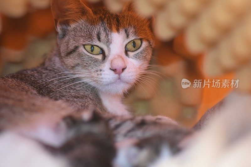 猫和小猫们