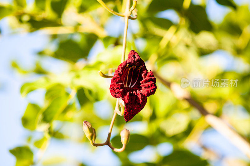 红栗色的香肠树花，非洲基加利
