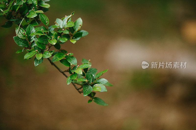 雨后的清晨，水滴在绿叶上