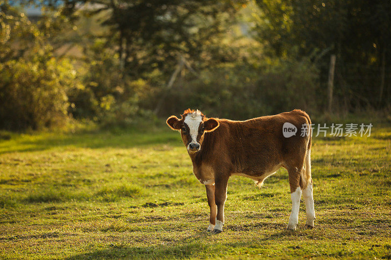 美丽的牛吃草