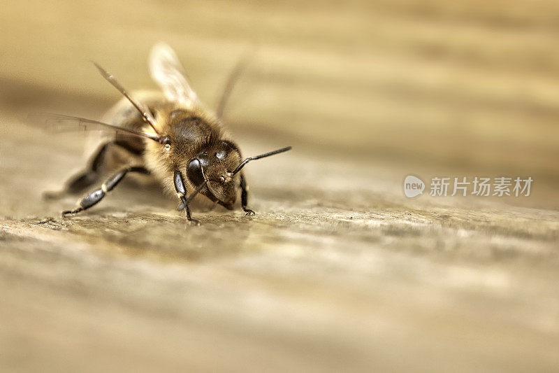 蜜蜂在木蜂窝前