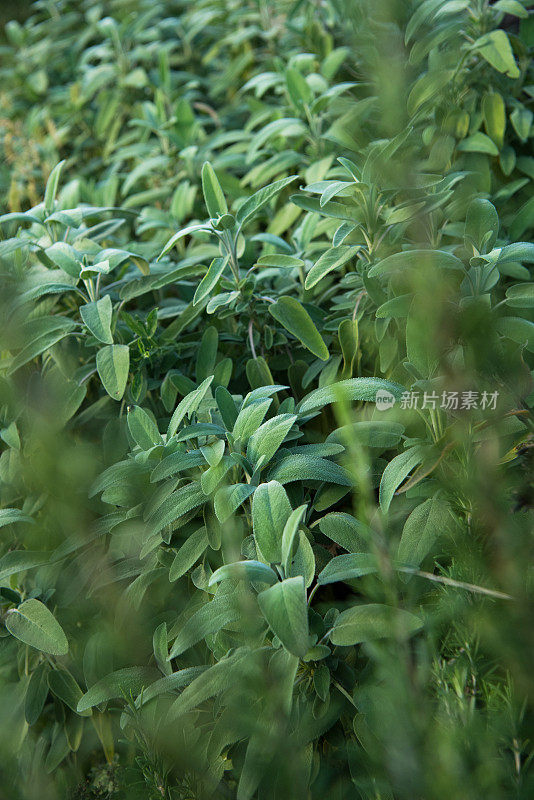 鼠尾草(丹参officinalis)植物