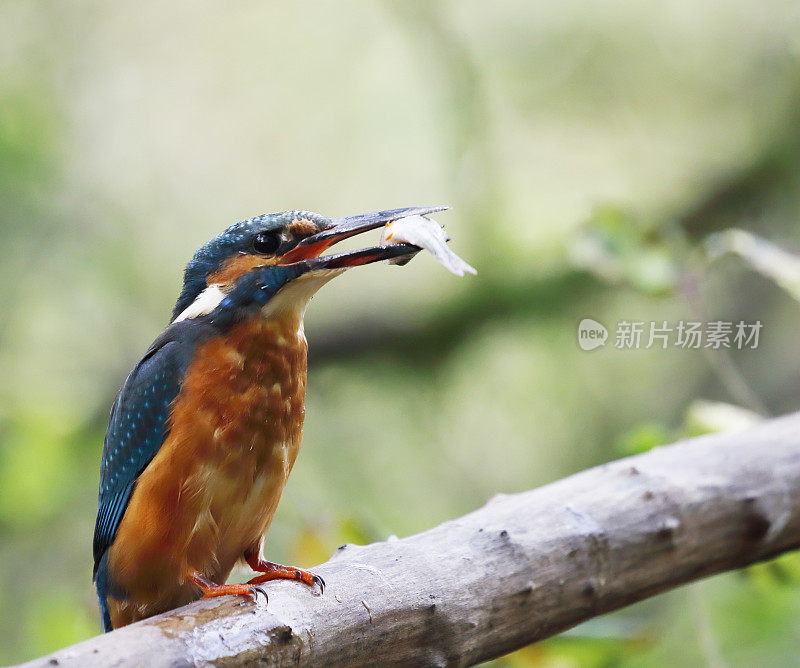 普通翠鸟(翠鸟)和小鱼