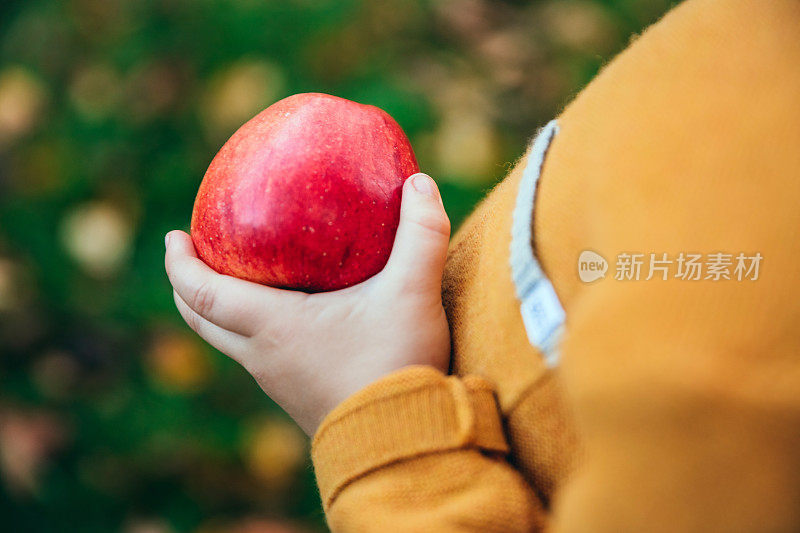 一个小男孩在果园里拿着一个红苹果