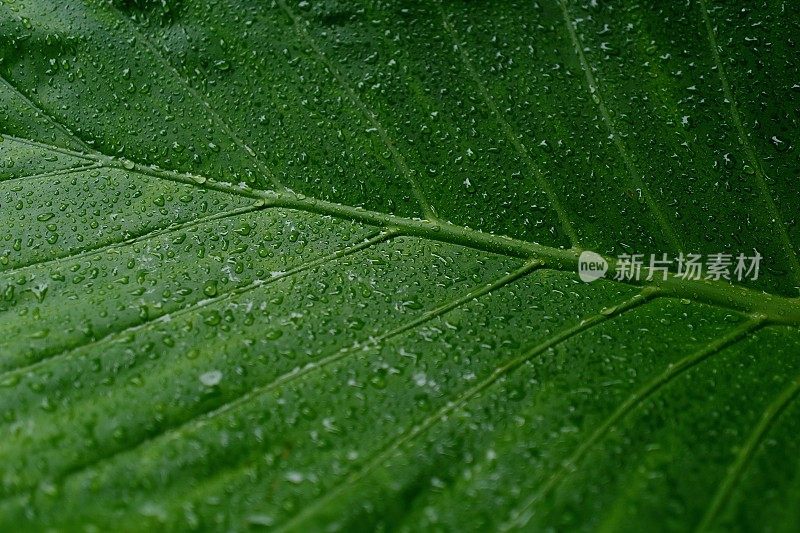 大象的耳朵植物