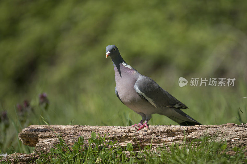 木鸽