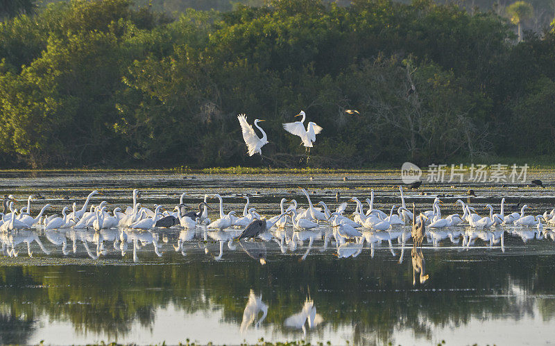佛罗里达中部奥兰多湿地公园的大白鹭在交配季节成群结队