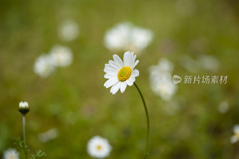 雏菊大观春花