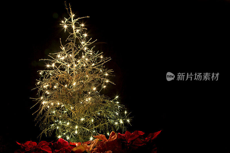 挂满节日彩灯和一品红的死去的圣诞树