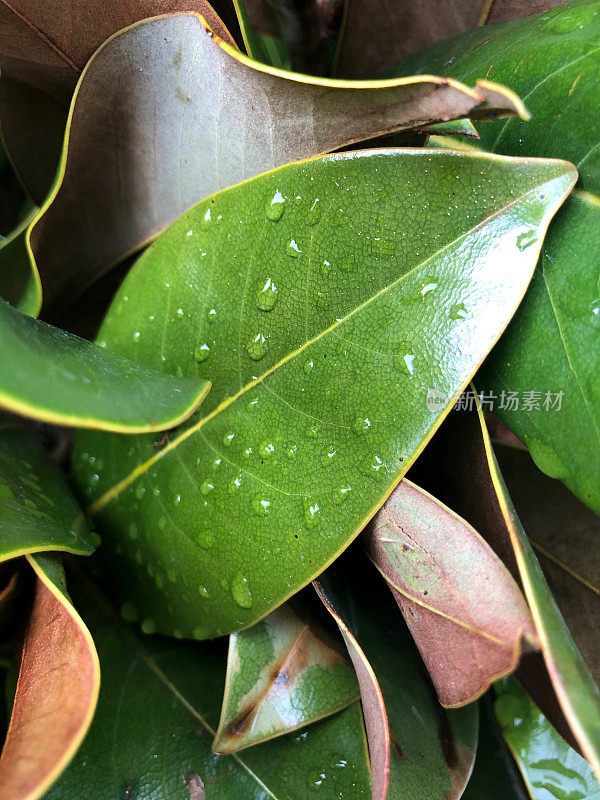 带雨滴的叶子