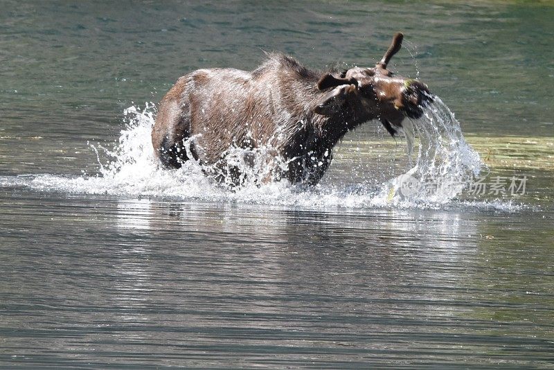 一只驼鹿在摇水