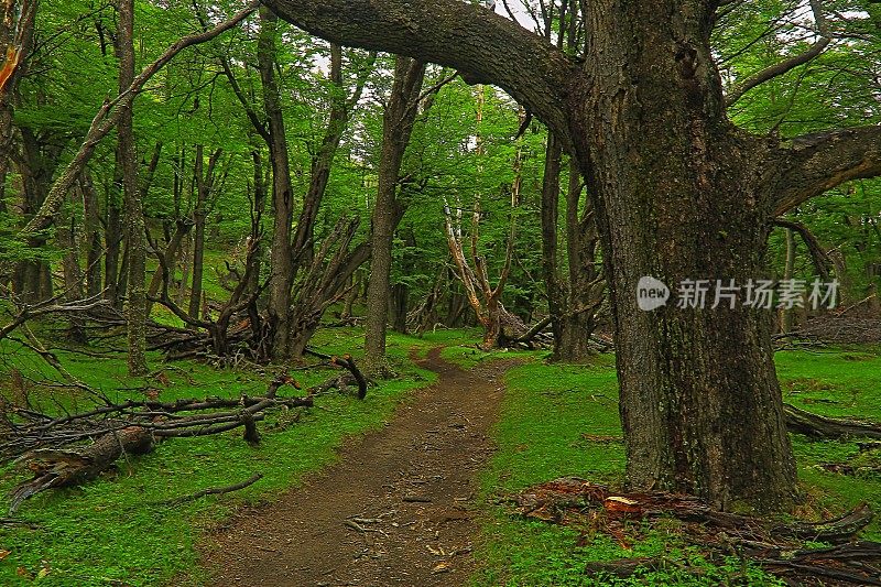 阿根廷巴塔哥尼亚查尔滕的一条通往林地的徒步小道