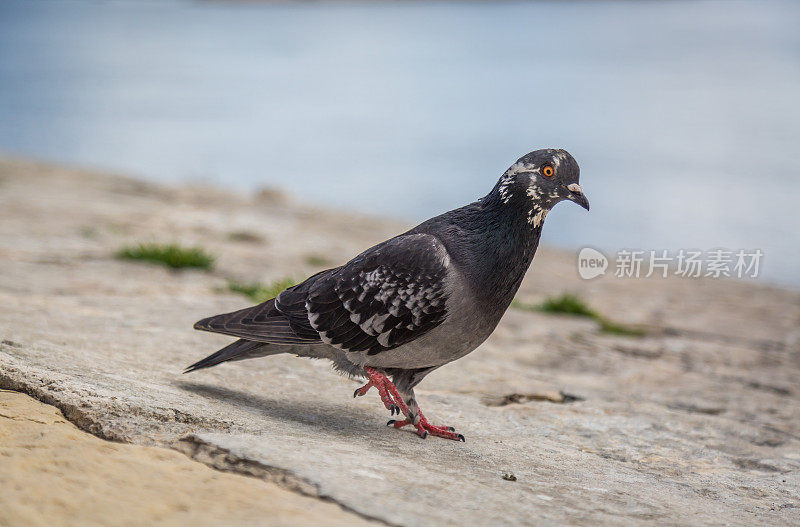 马耳他首都瓦莱塔的有趣鸽子