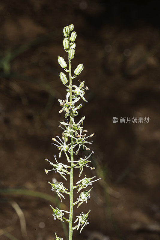 黑穗草是一种有花植物，俗称灯心草。它原产于加利福尼亚州西北部和俄勒冈州西南部的山区，在那里的蛇形土壤中生长。Asparagaceae。六河国民阵线