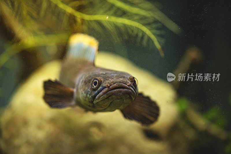 水族老挝火背鱼-黑鱼