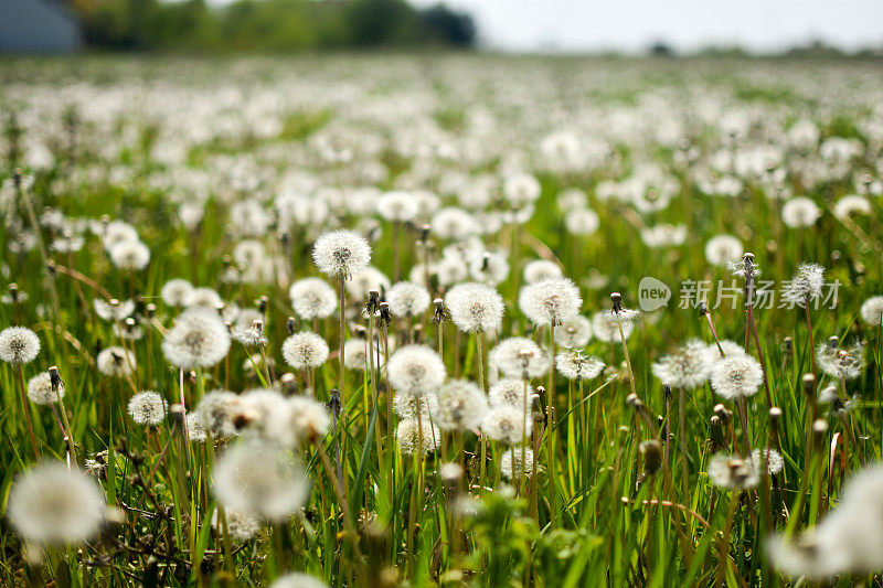 蒲公英在现场