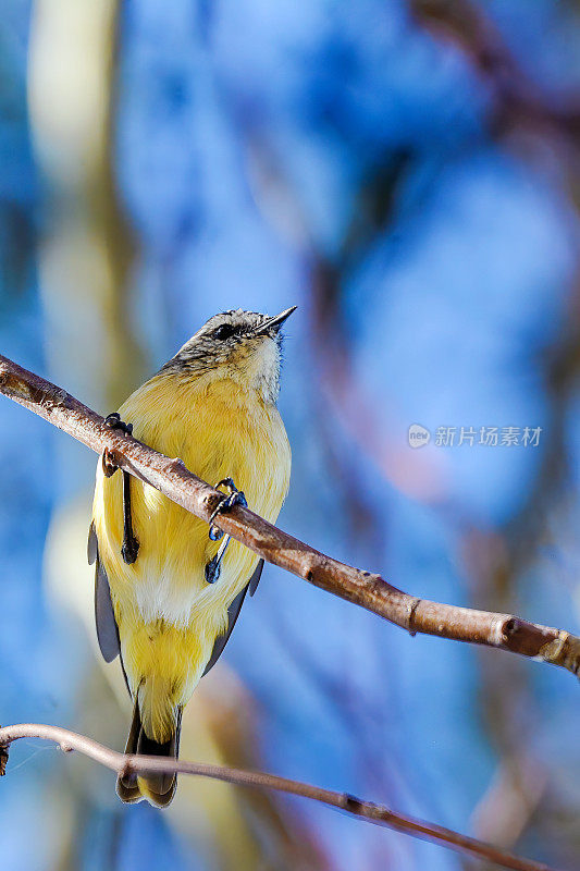 黄色的残余Thornbill