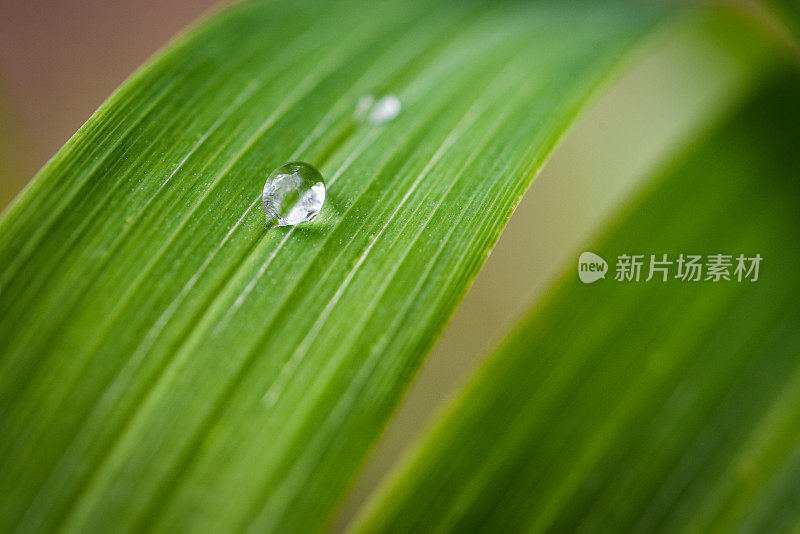 清晨小雨过后，水滴在绿叶上