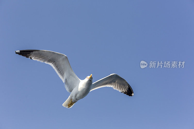 希腊卡瓦拉附近的萨索斯岛渡轮上的海鸥