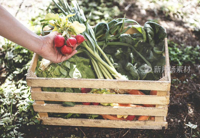 农夫的手把一个萝卜放在一个盒子里。菜园生产和收获蔬菜。新鲜的农用蔬菜装在木箱里