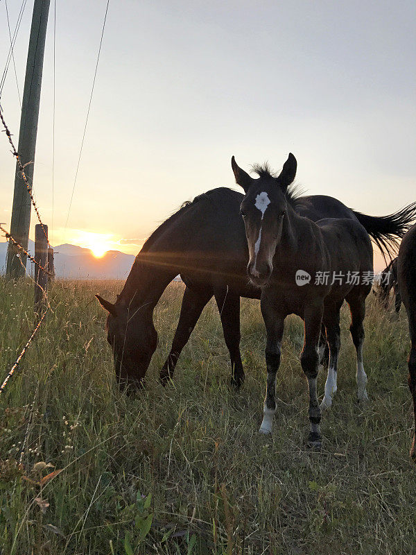 日落时分，阿尔伯塔省南部农村的马在吃草，背景是沃特顿公园