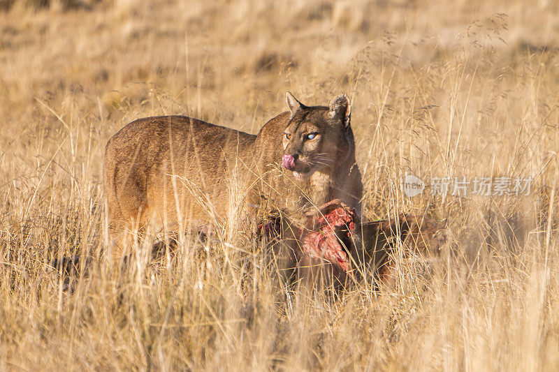 在巴塔哥尼亚的智利美洲狮正在吃一头原驼