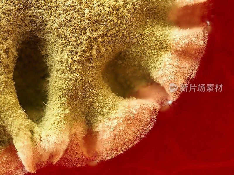 草莓酱上的霉菌，细节
