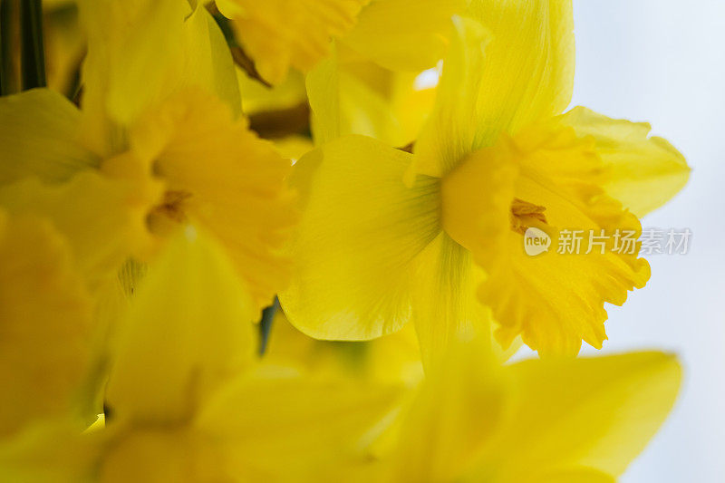一束黄色水仙花的特写镜头