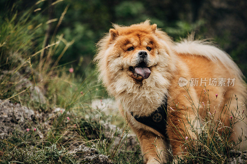 野外的松狮犬肖像