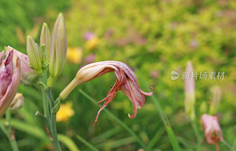 夏日里枯萎的百合