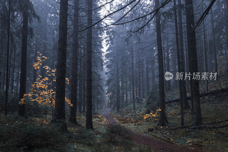 路在一个阴沉的雾蒙蒙的秋天森林里