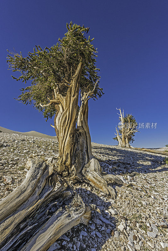 狐尾松，龙松，加州白山，一些现存最古老的树，Inyo国家森林，古狐尾松森林，加州;既有活的也有死的。