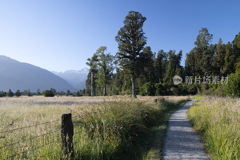 南韦斯特兰福克斯冰川附近的马锡森湖小径