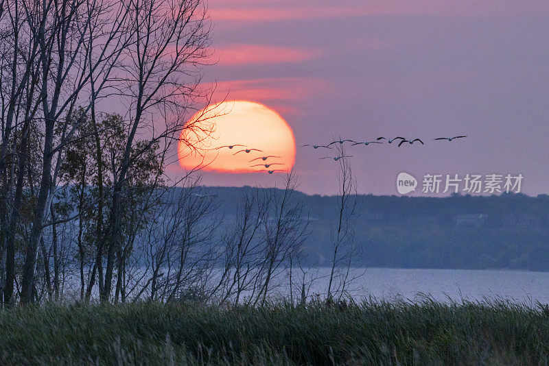 黎明时分，鹈鹕飞出梦幻般的巨大太阳