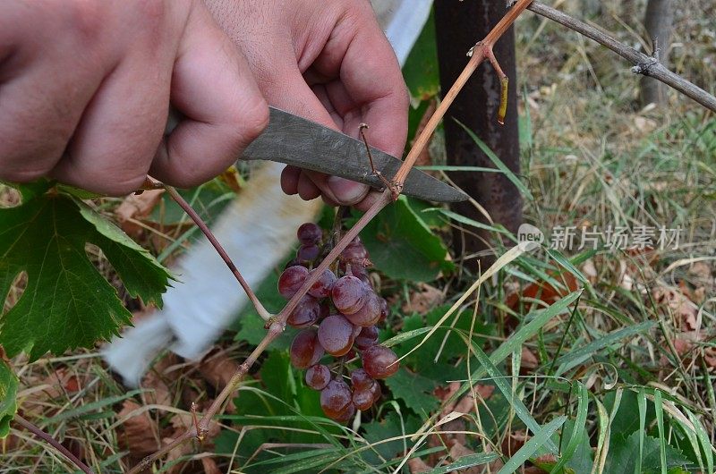 收获葡萄。一个男人在花园里用一把刀切熟了的树。