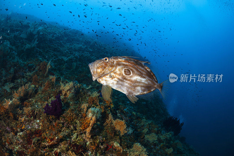 水下约翰多利，圣皮埃尔或彼得的鱼，深海海洋生物地中海海洋水肺潜水员的观点水动物